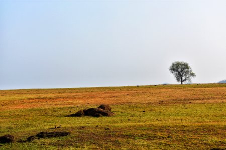 Grassland, Ecosystem, Savanna, Pasture photo