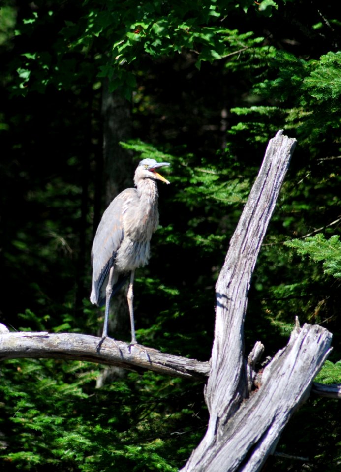 Bird, Ecosystem, Fauna, Beak