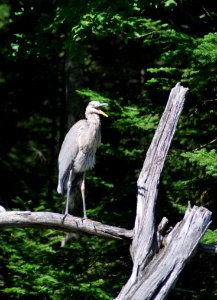 Bird, Ecosystem, Fauna, Beak