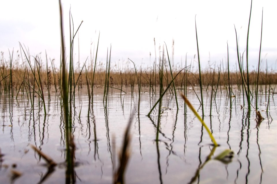 Water, Wetland, Marsh, Reflection