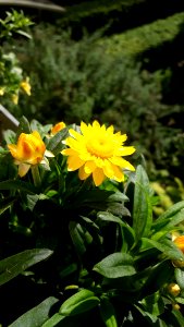 Flower, Plant, Yellow, Flora