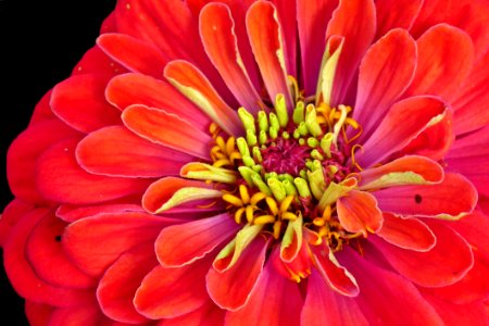 Flower, Petal, Orange, Close Up