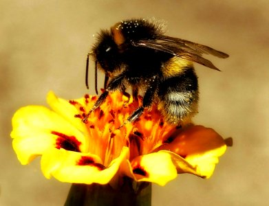 Bee, Honey Bee, Bumblebee, Insect