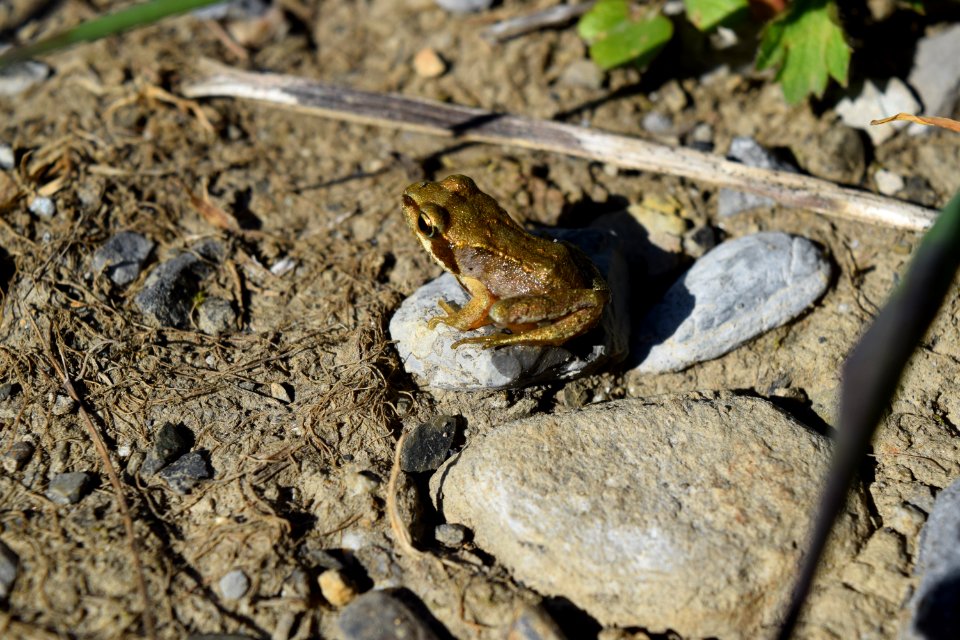 Fauna, Amphibian, Ranidae, Frog
