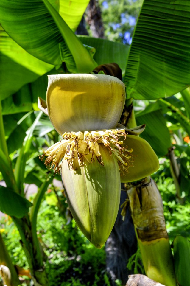 Plant, Banana, Flora, Vegetation