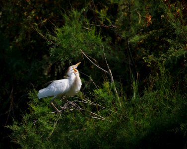 Bird, Ecosystem, Fauna, Nature Reserve