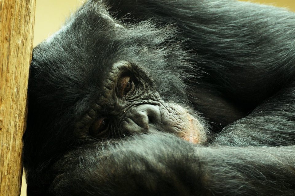 Chimpanzee zoo animal