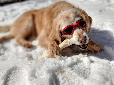 Dog, Dog Like Mammal, Dog Breed, Snow photo
