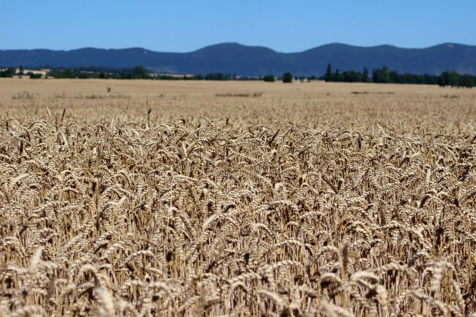 Crop, Grass Family, Field, Triticale