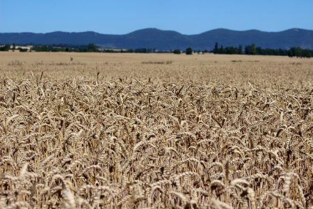 Crop, Grass Family, Field, Triticale