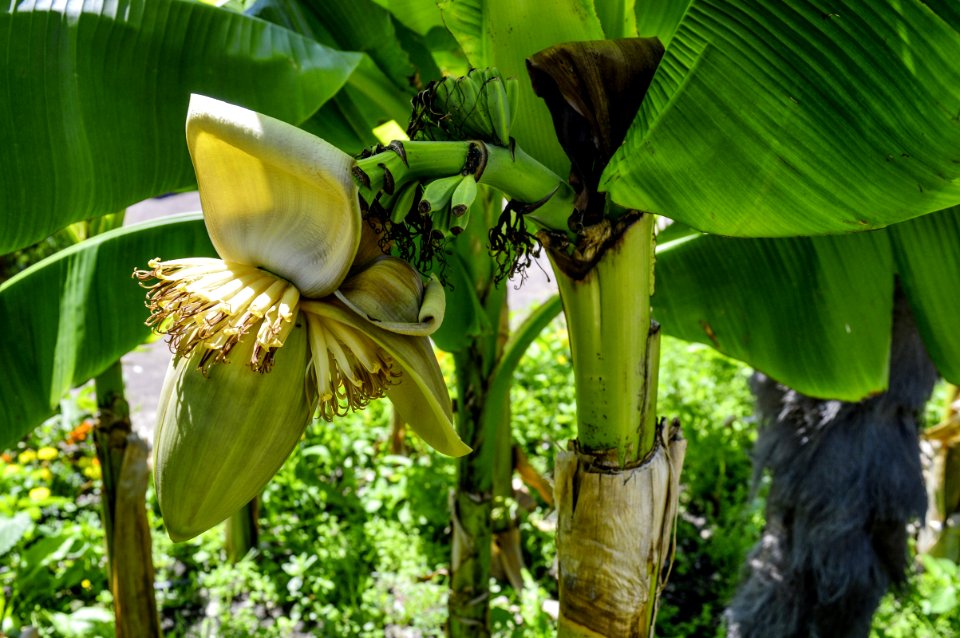 Plant, Flora, Leaf, Banana