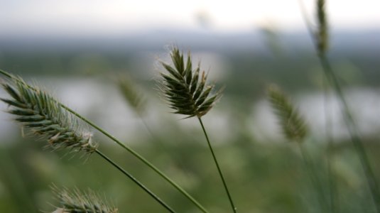 Vegetation, Grass Family, Grass, Plant photo