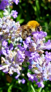 Bee, Honey Bee, Flower, Nectar photo