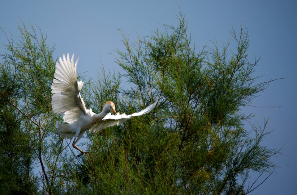 Bird, Fauna, Sky, Wildlife