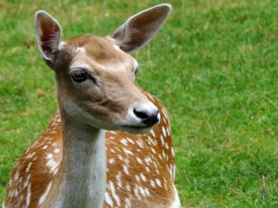 Wildlife, Deer, Fauna, Terrestrial Animal photo