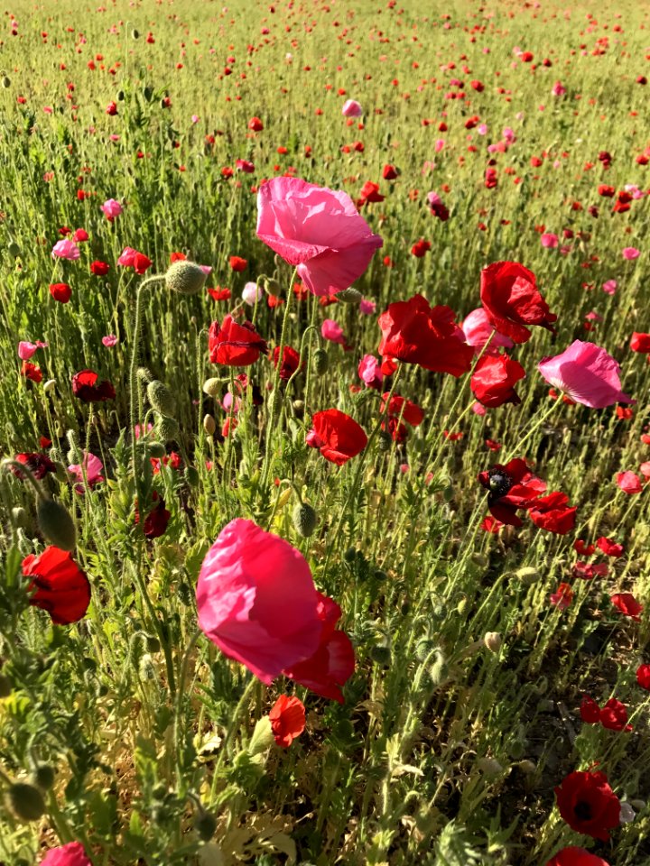 Flower, Field, Wildflower, Ecosystem