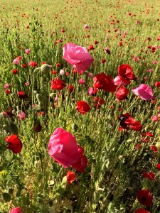 Flower, Field, Wildflower, Ecosystem photo