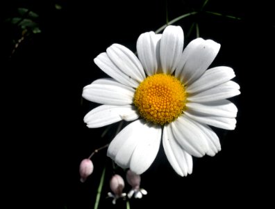 Flower, Oxeye Daisy, Flora, Chamaemelum Nobile