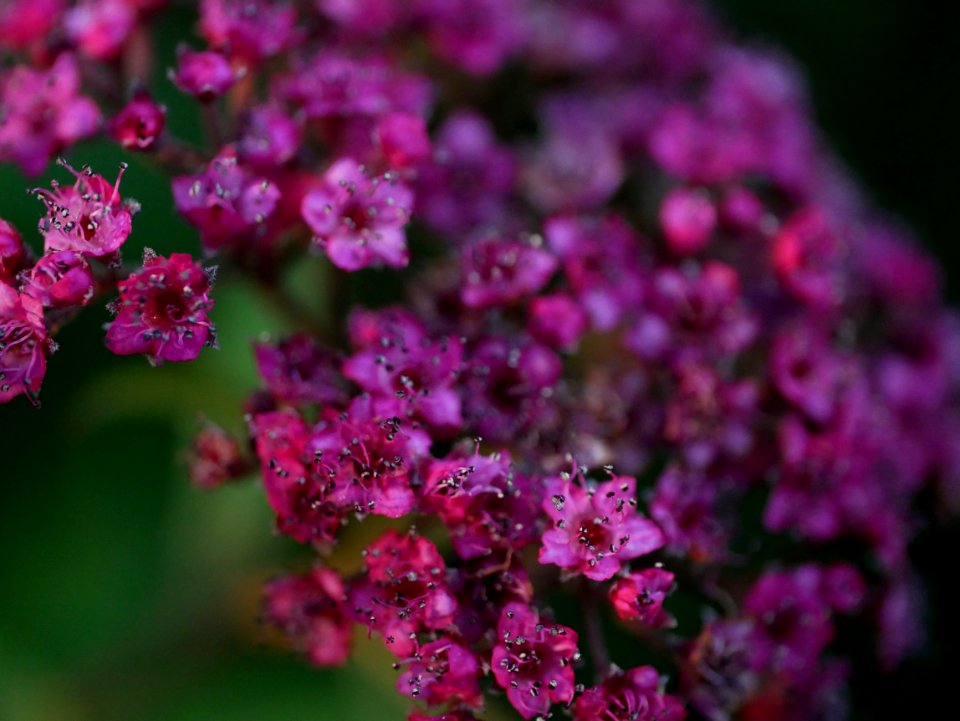Flower, Pink, Plant, Flora