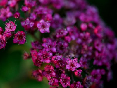 Flower, Pink, Plant, Flora