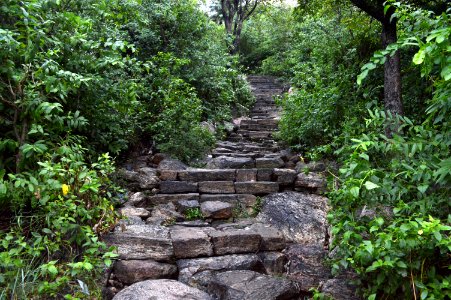 Vegetation, Nature Reserve, Path, Tree photo