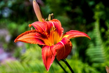 Lily, Flower, Flora, Plant