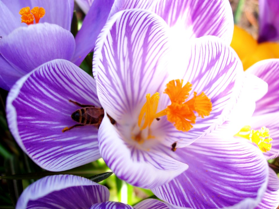 Flower, Flowering Plant, Crocus, Plant