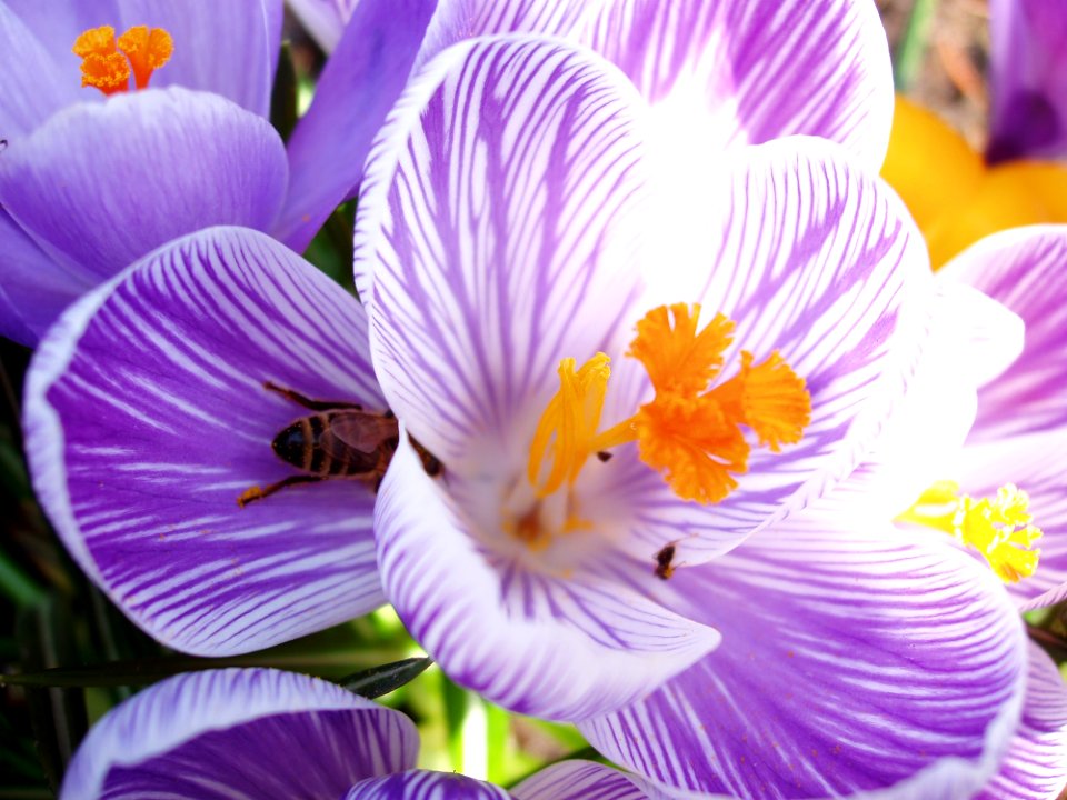 Flower, Flowering Plant, Crocus, Plant photo