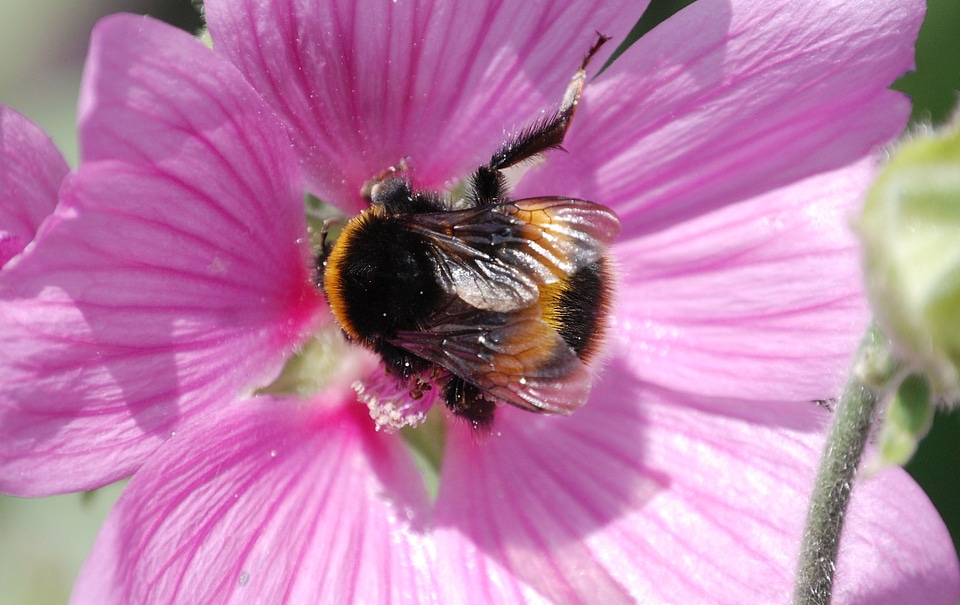 Insect macro mallow