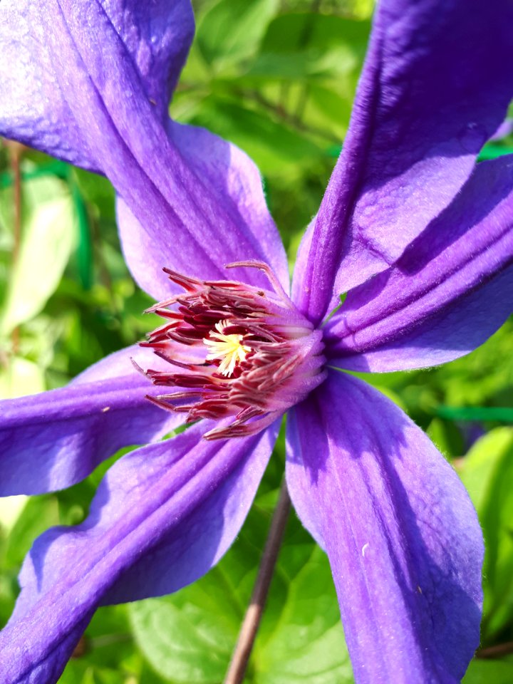 Flower, Purple, Flora, Plant