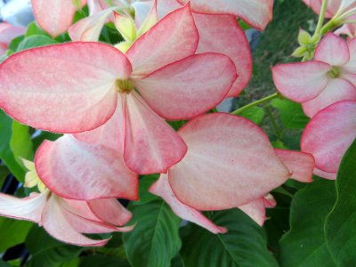 Flower, Plant, Pink, Flora