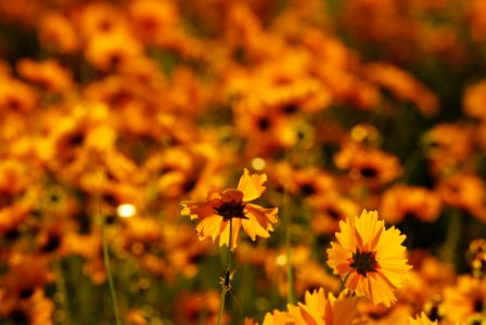 Flower, Yellow, Wildflower, Nectar