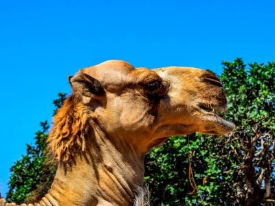 Wildlife, Camel, Fauna, Camel Like Mammal