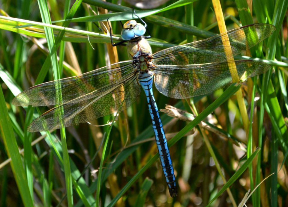 Dragonfly, Dragonflies And Damseflies, Insect, Wildlife