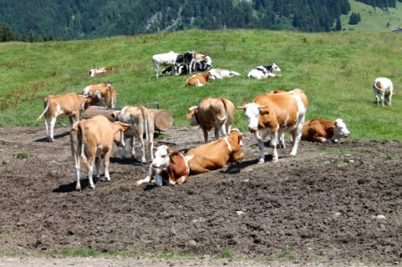 Cattle Like Mammal, Herd, Pasture, Grazing photo