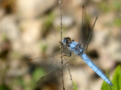 Dragonfly, Insect, Dragonflies And Damseflies, Invertebrate photo