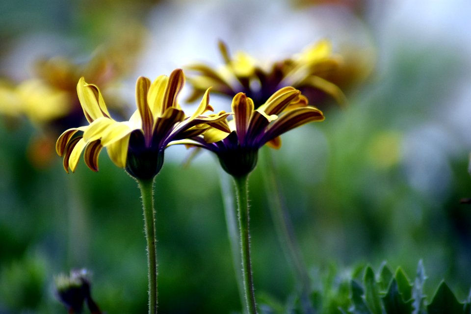 Flower, Flora, Plant, Yellow photo