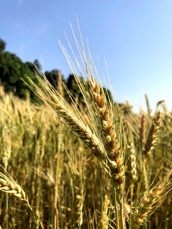 Food Grain, Triticale, Wheat, Rye