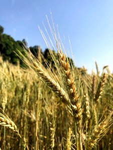 Food Grain, Triticale, Wheat, Rye