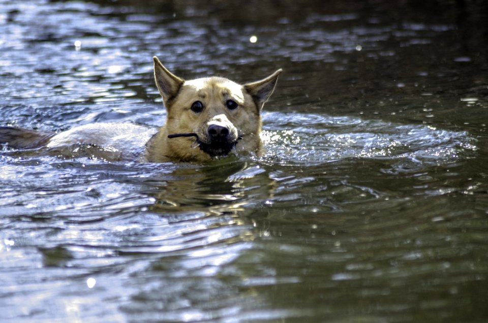 Dog, Water, Dog Like Mammal, Dog Breed Group