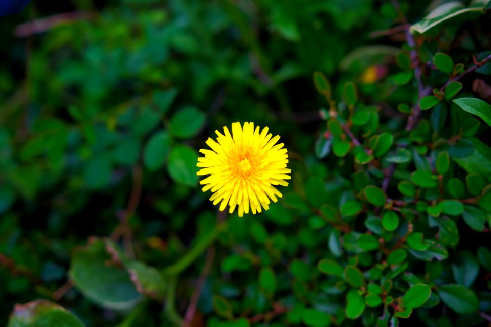 Flower, Flora, Plant, Daisy Family