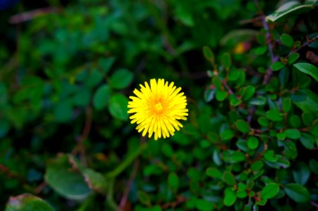 Flower, Flora, Plant, Daisy Family