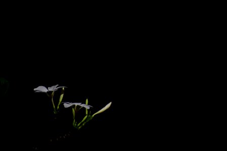 Leaf, Darkness, Close Up, Computer Wallpaper photo