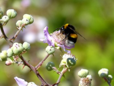 Bee, Insect, Honey Bee, Bumblebee