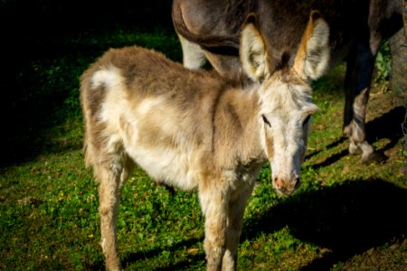 Donkey, Fauna, Wildlife, Horse Like Mammal photo