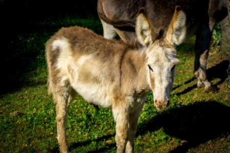 Donkey, Fauna, Wildlife, Horse Like Mammal