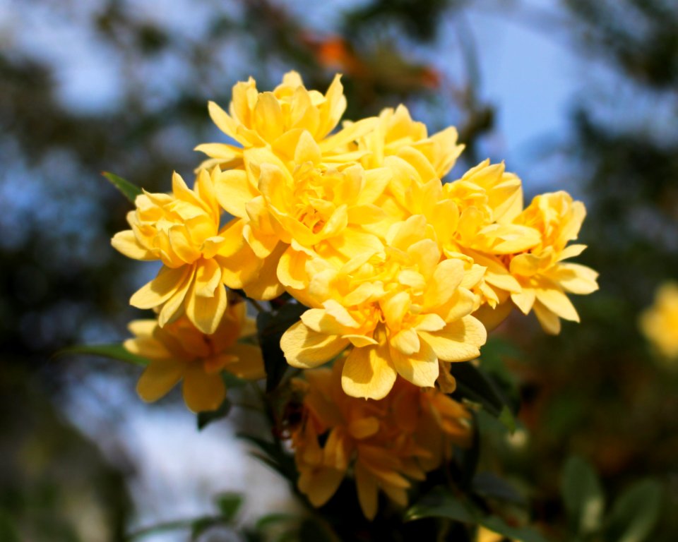 Flower, Yellow, Plant, Flowering Plant