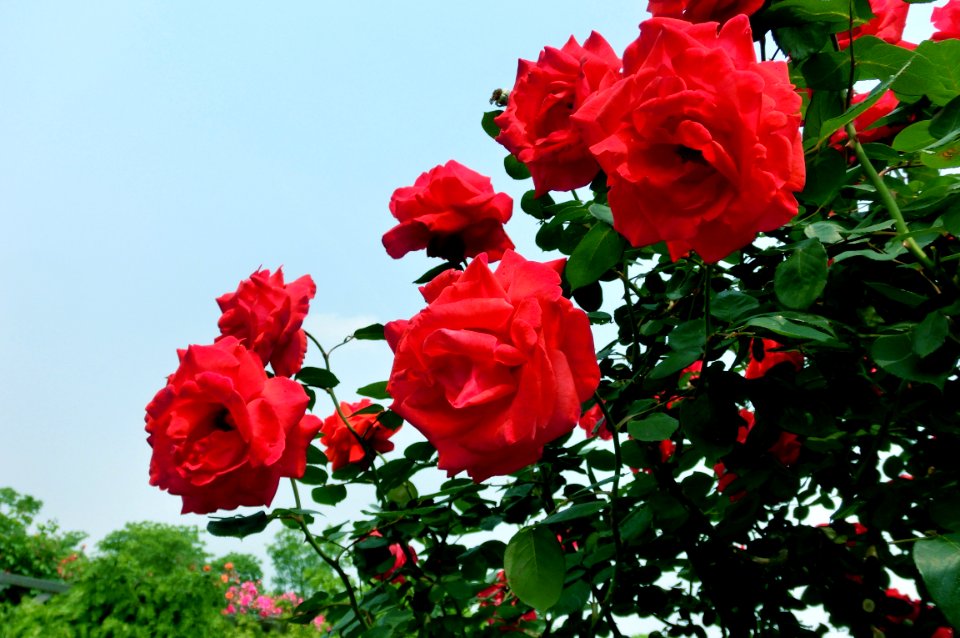 Rose, Flower, Garden Roses, Rose Family