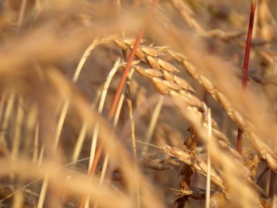 Wheat, Food Grain, Grass Family, Rye photo
