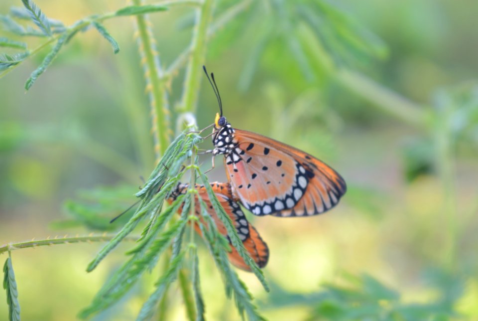 Butterfly, Insect, Moths And Butterflies, Lycaenid